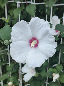 ムクゲの花 ムクゲの花の写真