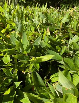 雨粒がついた葉Part８ 自然,雨上がり,葉の写真素材