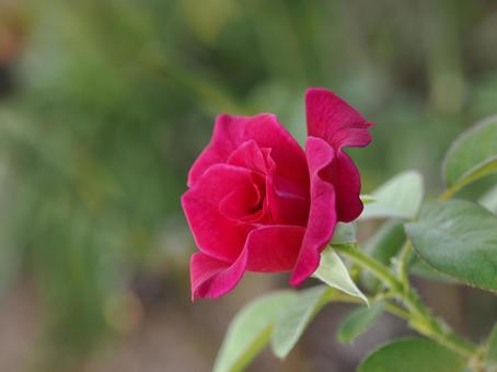 バラ園にて赤い薔薇を撮影しました バラ園にて赤い薔薇を撮影しましたの写真