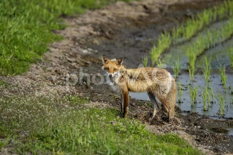 田んぼにいたキタキツネ キタキツネ,キツネ,狐の写真素材