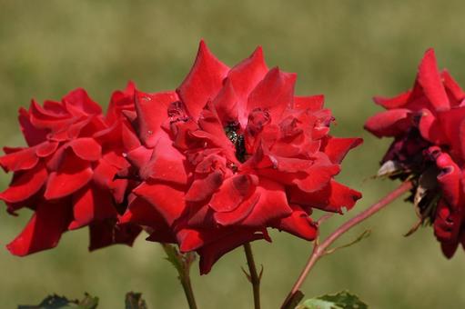 薔薇 薔薇の写真