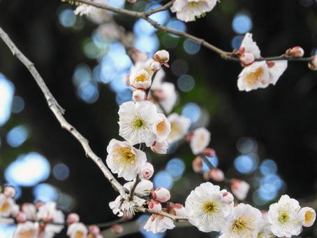 梅の花 梅の花の写真