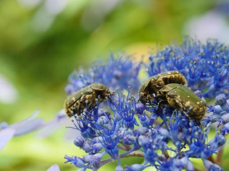 Photo, hydrangea, eucetonia pilifera (flower chafer species of tribe cetoniini), flower, 