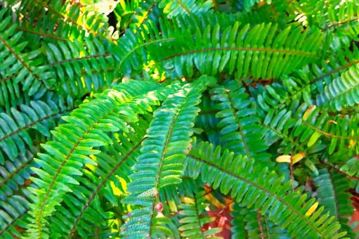 緑色のシダ植物の葉 緑色のシダ植物の葉の写真