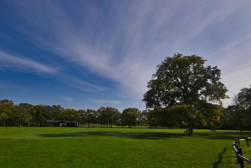 百合が原公園芝生広場 芝生,空,木の写真素材