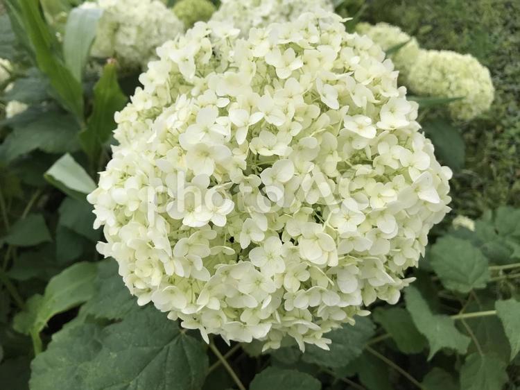 紫陽花。 紫陽花,あじさい,アジサイの写真素材