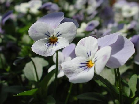 Photo, flower, winter and spring, viola, 