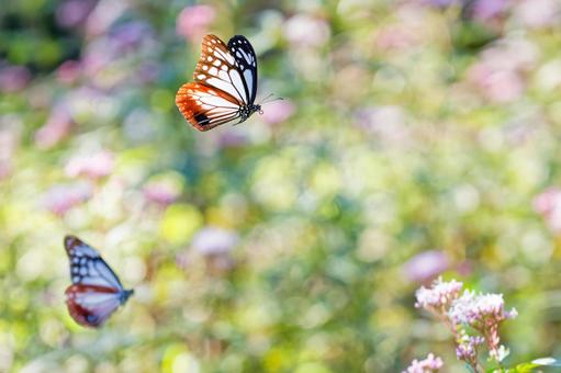 優雅に飛ぶアサギマダラ 優雅に飛ぶアサギマダラ アサギマダラ,浅葱斑,渡り蝶の写真素材