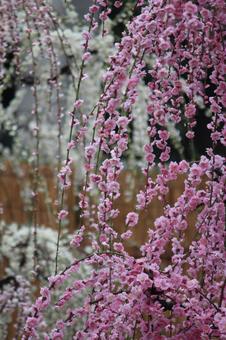 ウメの花 ウメの花の写真