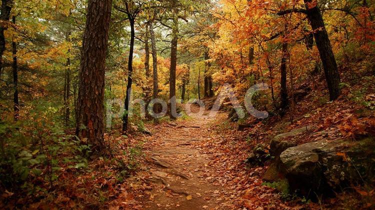 秋色に輝く森林の小道 紅葉,秋,森林の写真素材