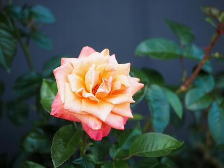 バラの花01 バラの花01の写真
