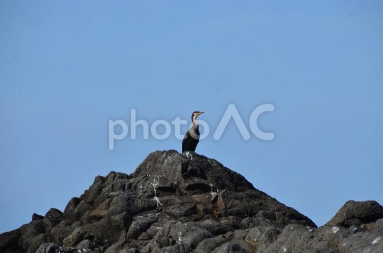 ウミウ－オタモイ海岸2017 ウミウ,海鵜,オタモイ海岸の写真素材