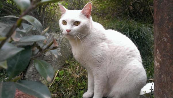 White cat sitting quietly, JPG White cat sitting quietly, JPG