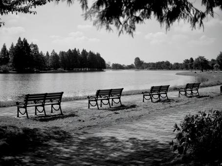 水元公園 水元公園 白黒,モノクローム,朝の写真素材