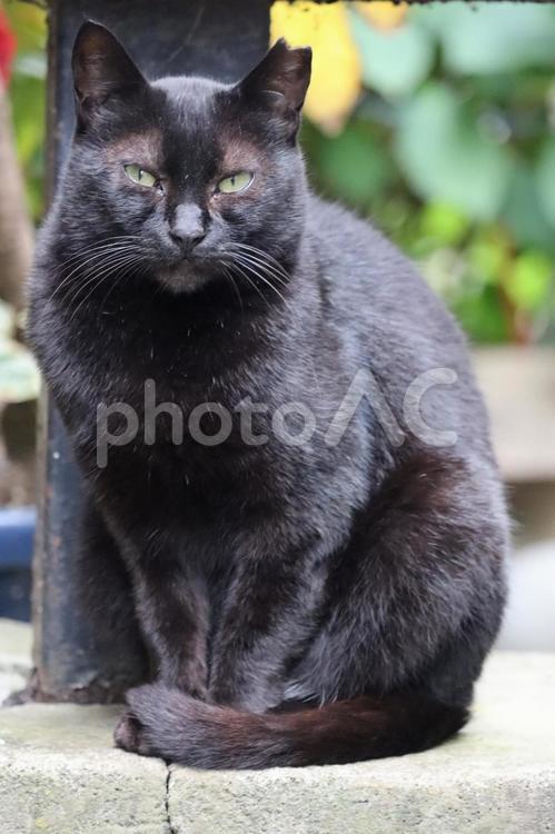立ち尽くす黒猫 猫,黒猫,野良猫の写真素材