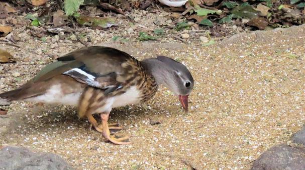日本平動物園のオシドリのメス 日本平動物園のオシドリのメスの写真