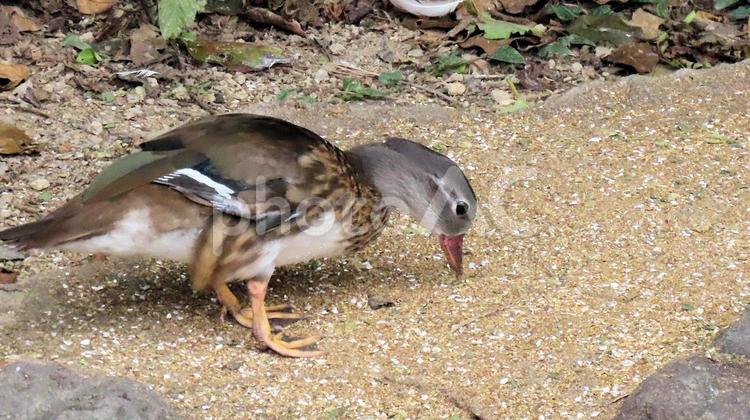 日本平動物園のオシドリのメス オシドリ,漂鳥,雌の写真素材