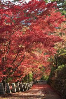 紅葉　吉野山　奥千本　高城山展望台 紅葉,楓,吉野山の写真素材