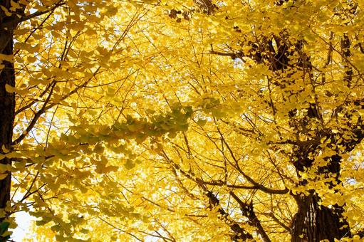 黄金色に輝くいちょうの木 いちょう,黄葉,秋の写真素材