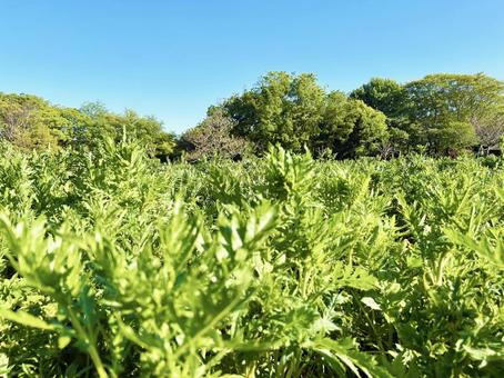 Green leaves and trees bathed in sunlight and blue sky, JPG