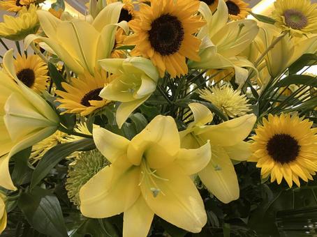 Photo, lily, yuri, sunflower, 