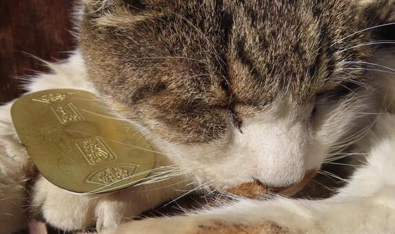 猫に小判 猫,小判,猫に小判の写真素材