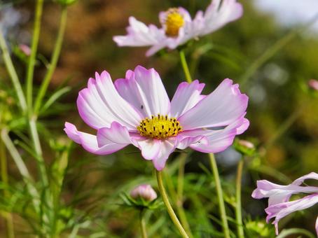 コスモス 白薄紫色の花 コスモス 白薄紫色の花 コスモス,花,夏の写真素材