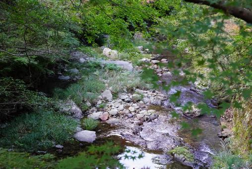 川辺の風景 モミジ,川,葉の写真素材