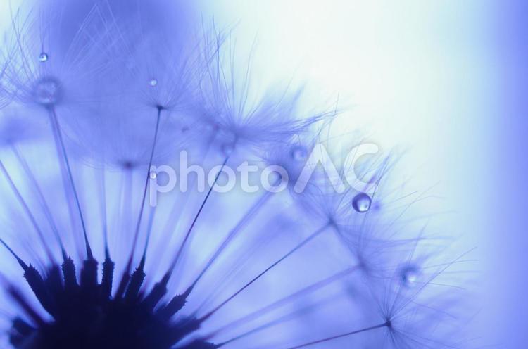 たんぽぽの綿毛と水滴18 たんぽぽ,タンポポ,たんぽぽの綿毛と水滴の写真素材