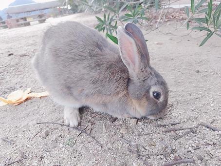 大久野島のうさぎ うさぎ,動物,大久野島の写真素材