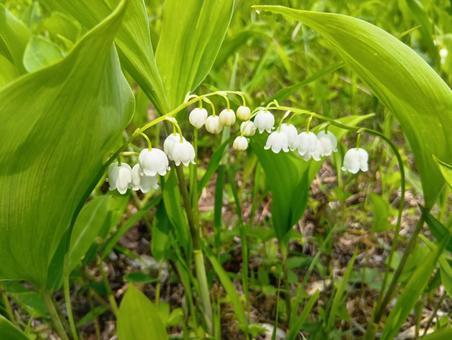 すずらん 北海道 平取町 芽生 群生地 すずらん 北海道 平取町 芽生 群生地 すずらん,スズラン,鈴蘭の写真素材