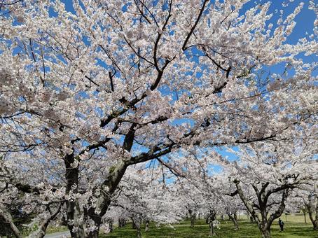 Spring Park 12, JPG