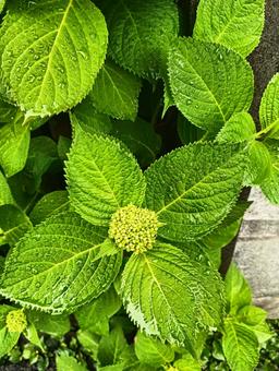 紫陽花 紫陽花の写真