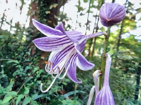 ヒメシャジン ヒメシャジン ヒメシャジン,花,山の写真素材