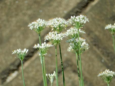 【花の写真】ニラの花 【花の写真】ニラの花の写真