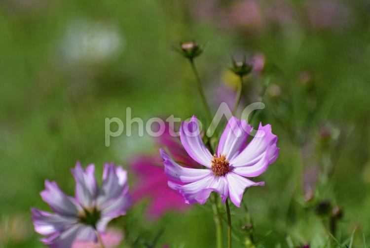 秋の陽射しを受けて咲くコスモス5 コスモス,秋桜,秋の写真素材
