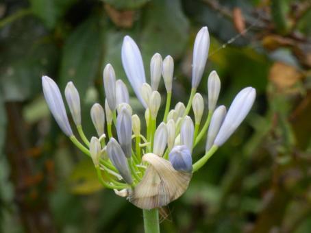 Photo, agapanthus, purple clam, cliviaceae, 