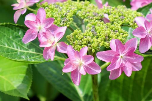あじさい hydrangea あじさい hydrangeaの写真