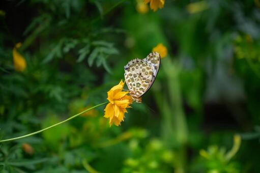 ツマグロヒョウモン ツマグロヒョウモン,蝶,昆虫の写真素材