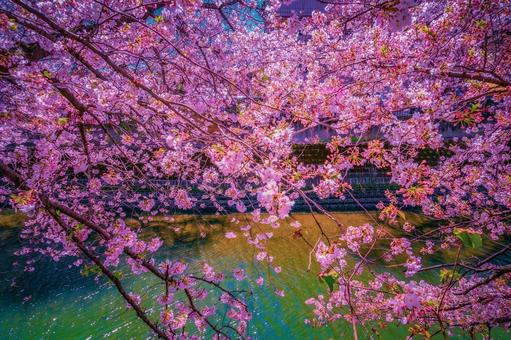 桜の枝と水面の反映 桜,枝,水面の写真素材