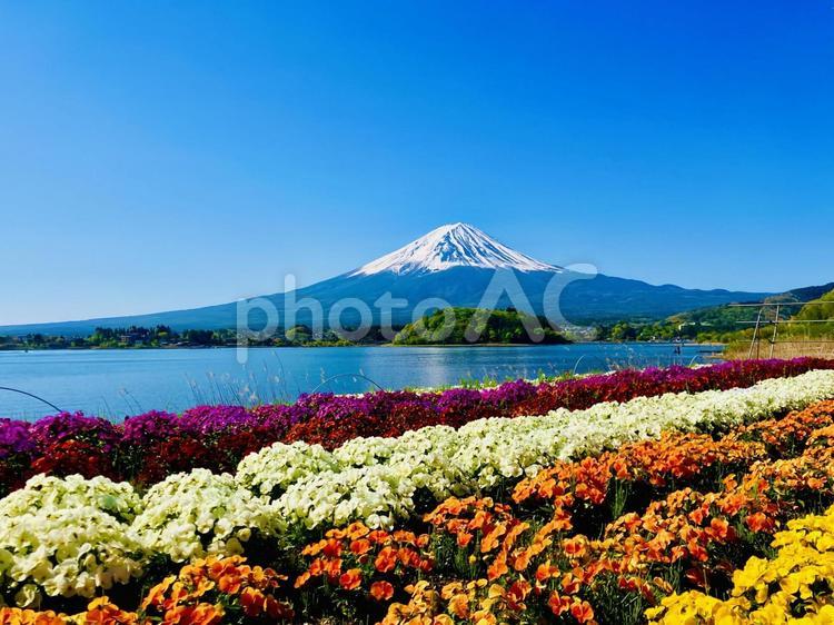 富士山と河口湖大石公園のビオラ 富士山と河口湖大石公園のビオラ 富士山,河口湖,湖畔の写真素材