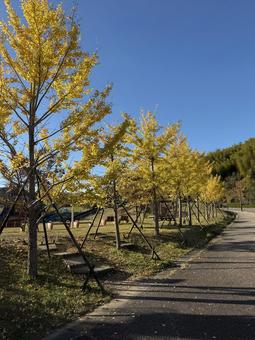 イチョウ並木の秋景色 イチョウ,紅葉,イチョウ並木の写真素材
