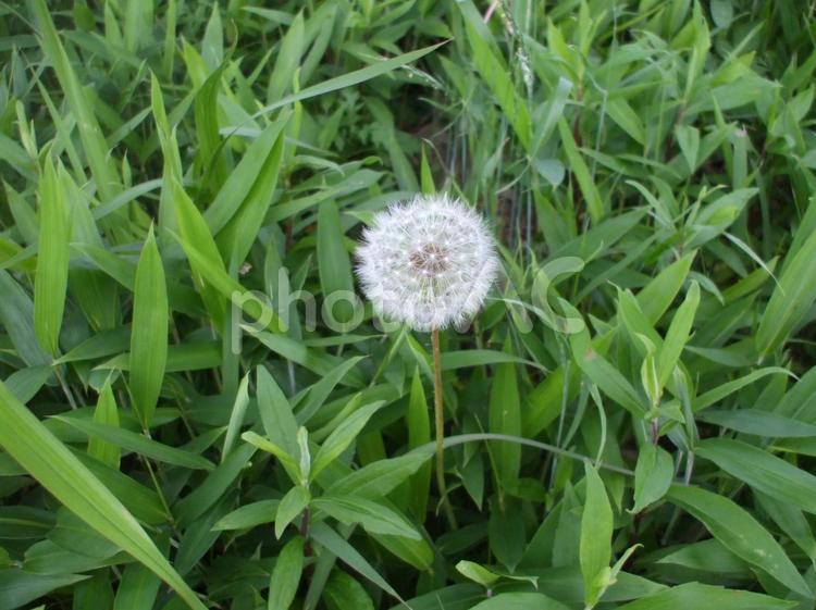 たんぽぽの種 タンポポ,種,たんぽぽの写真素材