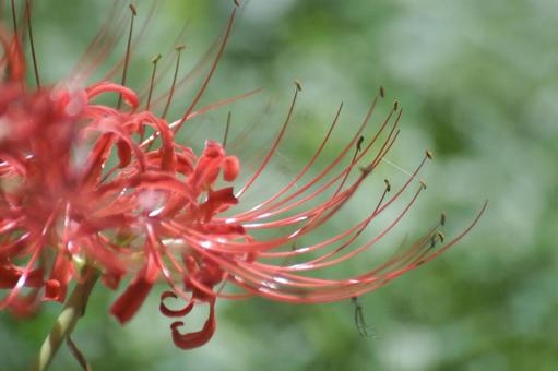 Red Spider Lily, JPG Red Spider Lily, JPG