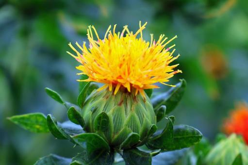 Photo, safflower hata, safflower, red, 