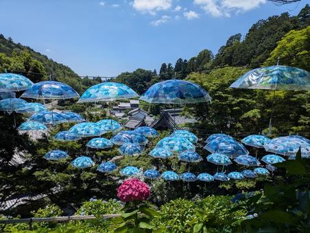 あじさい傘 あじさい傘の写真