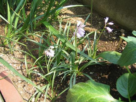 緑色の草の中に薄紫色の花 緑色の草の中に薄紫色の花の写真