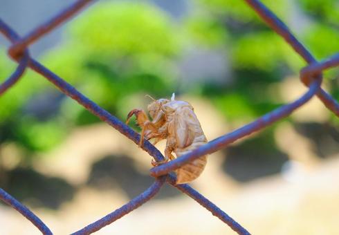 Cicada shell, JPG