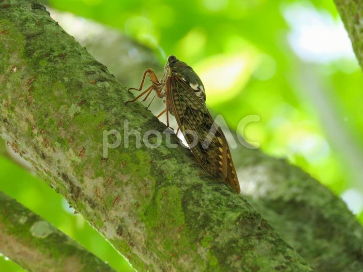 木に留まるアブラゼミ アブラゼミ,夏イメージ,昆虫の写真素材