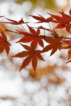 紅葉 紅葉の写真